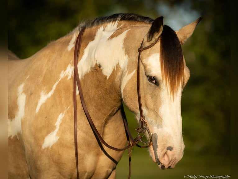 Shire Horse Mestizo Caballo castrado 4 años 160 cm Buckskin/Bayo in Auburn, KY