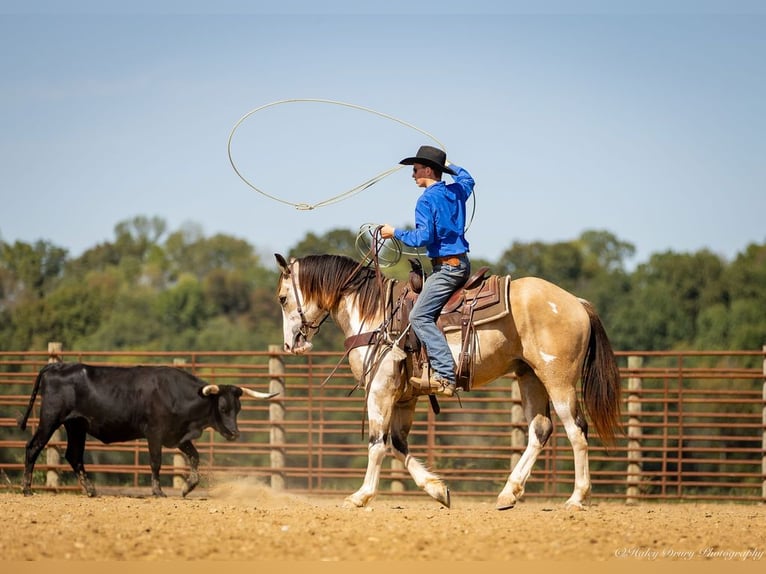 Shire Horse Mestizo Caballo castrado 4 años 160 cm Buckskin/Bayo in Auburn, KY