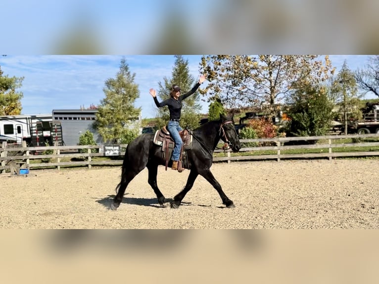 Shire Horse Mestizo Caballo castrado 4 años 168 cm Negro in Gap