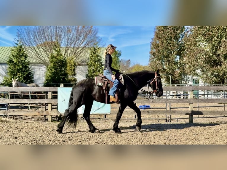 Shire Horse Mestizo Caballo castrado 4 años 168 cm Negro in Gap