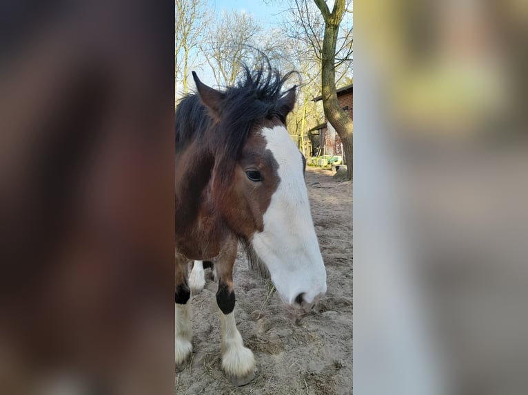 Shire Horse Caballo castrado 4 años 183 cm Castaño in Lüdersdorf
