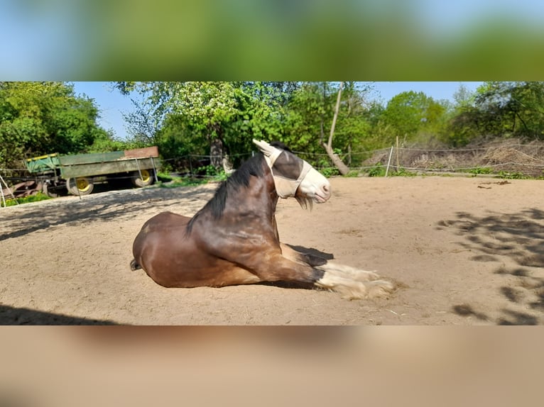 Shire Horse Caballo castrado 4 años 183 cm Castaño in Lüdersdorf