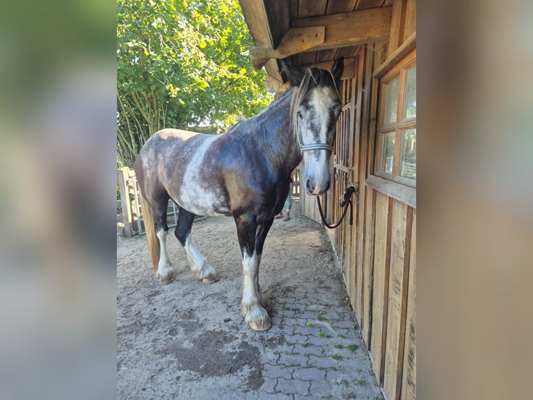 Shire Horse Caballo castrado 4 años 183 cm Pío in Rehlingen