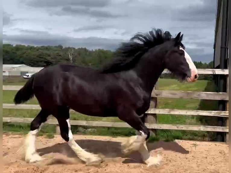 Shire Horse Caballo castrado 4 años in whitegate Shire Horse Caballo castrado 4 años in whitegate