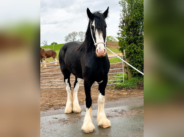 Shire Horse Caballo castrado 4 años in marbury Shire Horse Caballo castrado 4 años in marbury