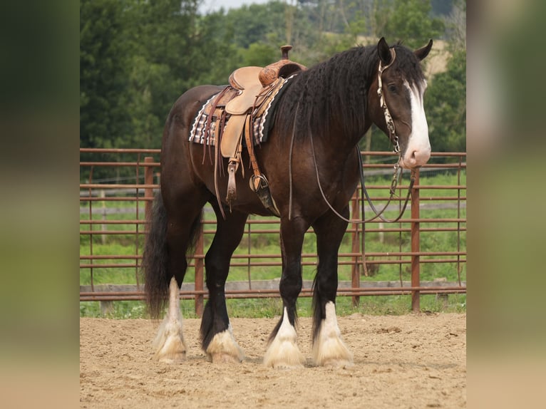 Shire Horse Mestizo Caballo castrado 4 años Negro in Fresno