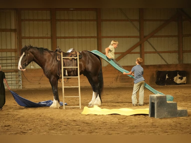 Shire Horse Mestizo Caballo castrado 4 años Negro in Fresno