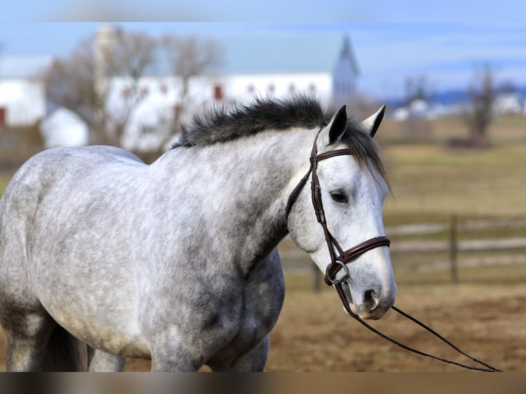 Shire Horse Mestizo Caballo castrado 5 años 163 cm Tordo in Gap