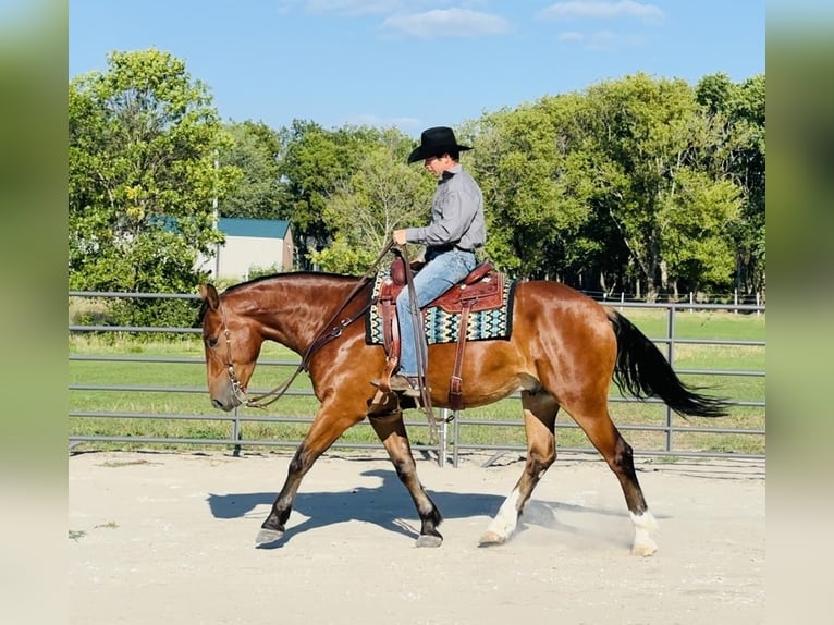 Shire Horse Mestizo Caballo castrado 5 años 168 cm Castaño rojizo in Cambridge, IA