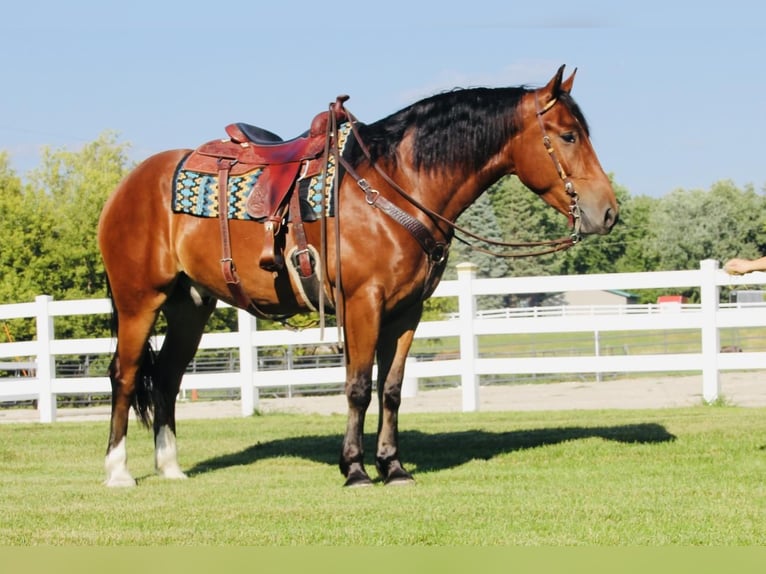 Shire Horse Mestizo Caballo castrado 5 años 168 cm Castaño rojizo in Cambridge, IA