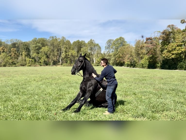 Shire Horse Mestizo Caballo castrado 5 años 168 cm Negro in Gap