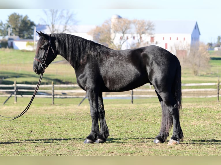 Shire Horse Mestizo Caballo castrado 5 años 168 cm Negro in Gap