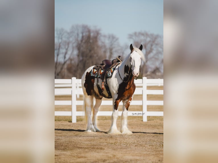 Shire Horse Caballo castrado 5 años 168 cm Tobiano-todas las-capas in Independence IA