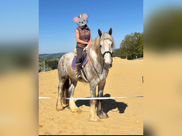 Shire Horse Caballo castrado 5 años 172 cm Musgo in Eferding