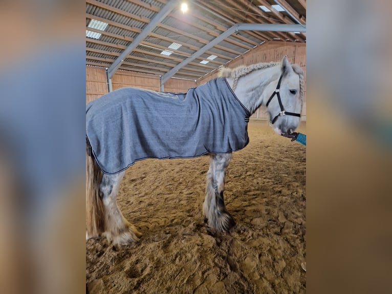 Shire Horse Caballo castrado 5 años 175 cm Tordo rodado in Salzburg