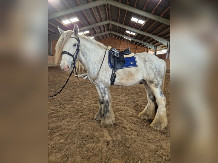 Shire Horse Caballo castrado 5 años 175 cm Tordo rodado in Salzburg