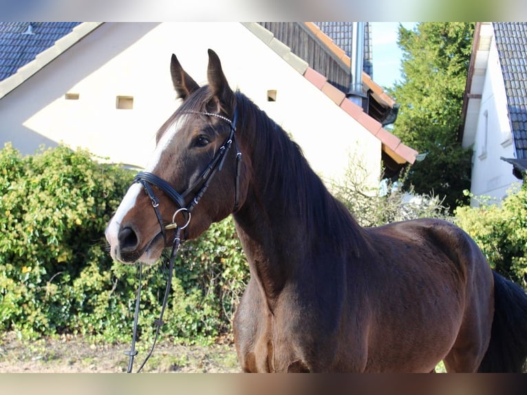 Shire Horse Caballo castrado 5 años 176 cm Castaño in Sonnefeld