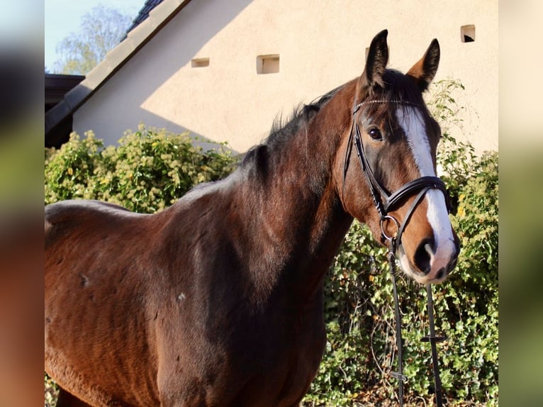 Shire Horse Caballo castrado 5 años 176 cm Castaño in Sonnefeld