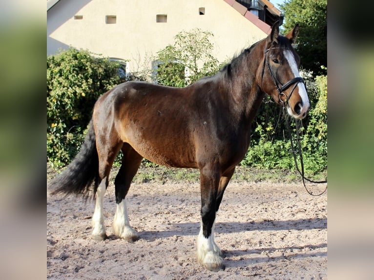 Shire Horse Caballo castrado 5 años 176 cm Castaño in Sonnefeld