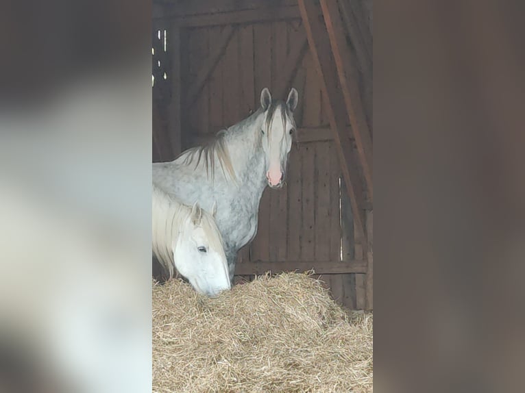 Shire Horse Caballo castrado 5 años 180 cm Tordo in Ried im Innkreis