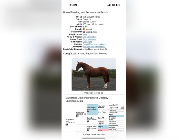 Shire Horse Mestizo Caballo castrado 5 años 185 cm Castaño rojizo in Stockton on tees