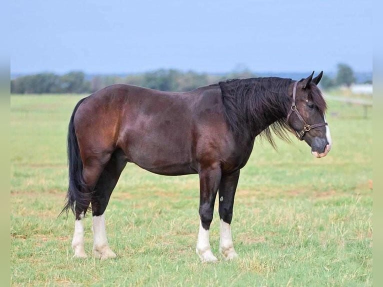Shire Horse Mestizo Caballo castrado 6 años 163 cm Negro in Millsap, TX