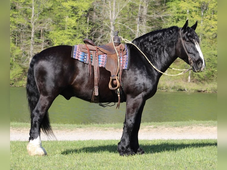 Shire Horse Mestizo Caballo castrado 6 años 168 cm Negro in Tompkinsville