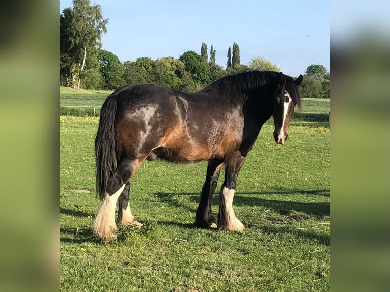 Shire Horse Caballo castrado 6 años 174 cm Castaño in Haselau