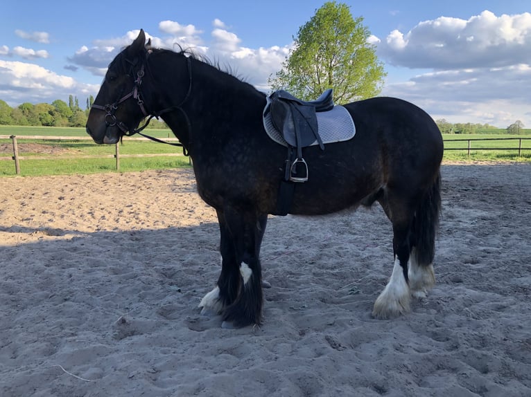Shire Horse Caballo castrado 6 años 174 cm Castaño in Haselau