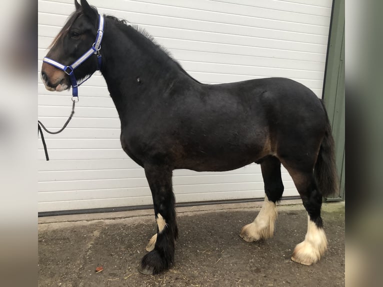 Shire Horse Caballo castrado 6 años 175 cm Castaño oscuro in Haselau