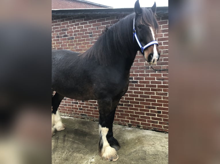 Shire Horse Caballo castrado 6 años 175 cm Castaño oscuro in Haselau
