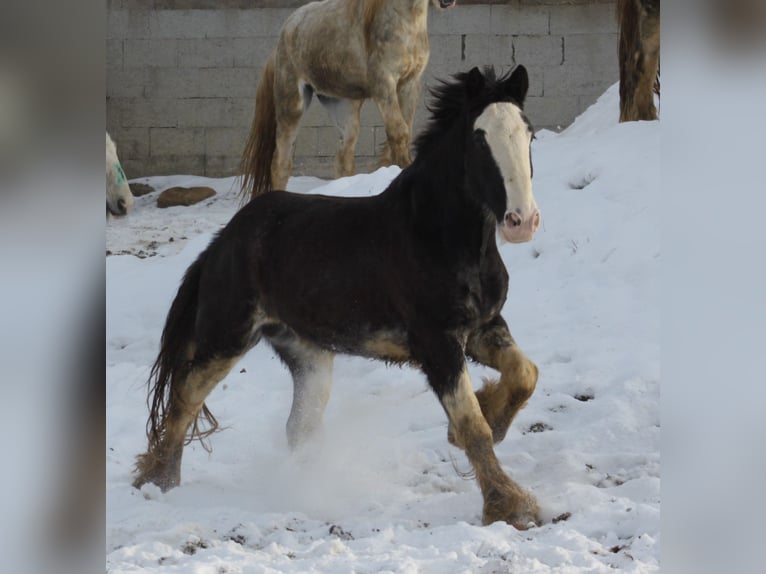 Shire Horse Caballo castrado 6 años 175 cm Negro in Bad Füssing