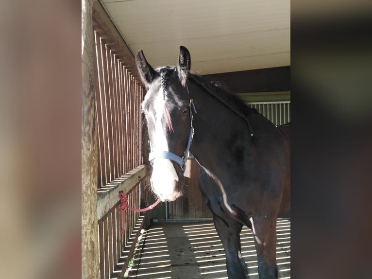 Shire Horse Caballo castrado 6 años 183 cm Negro in Korschenbroich