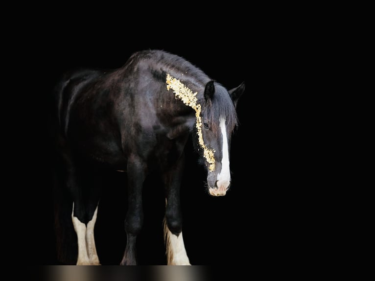 Shire Horse Caballo castrado 6 años 198 cm Negro in Arzberg