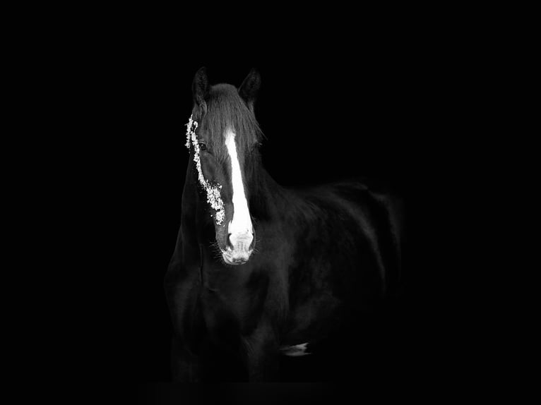 Shire Horse Caballo castrado 6 años 198 cm Negro in Arzberg