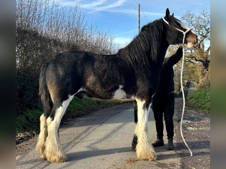 Shire Horse Caballo castrado 6 años in whitegate