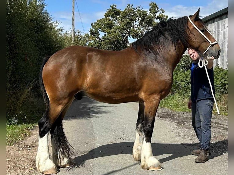 Shire Horse Caballo castrado 6 años in whitgate Shire Horse Caballo castrado 6 años in whitgate