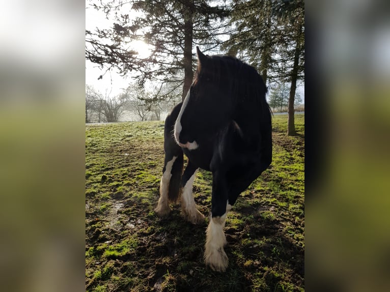 Shire Horse Caballo castrado 7 años 182 cm Negro in Lügde