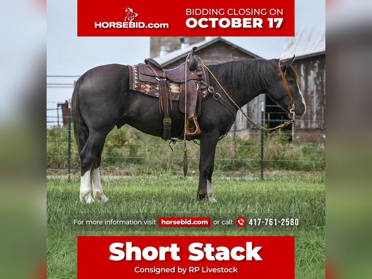 Shire Horse Mestizo Caballo castrado 8 años 152 cm Negro in Buffalo, MO