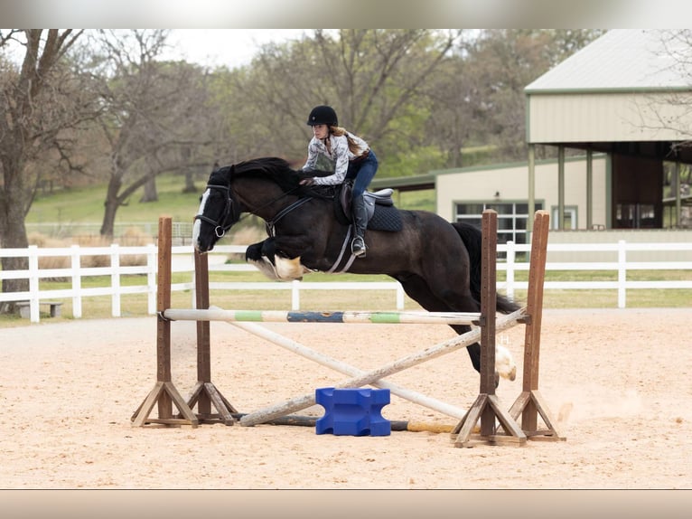 Shire Horse Caballo castrado 8 años 163 cm Castaño rojizo in weatherford TX