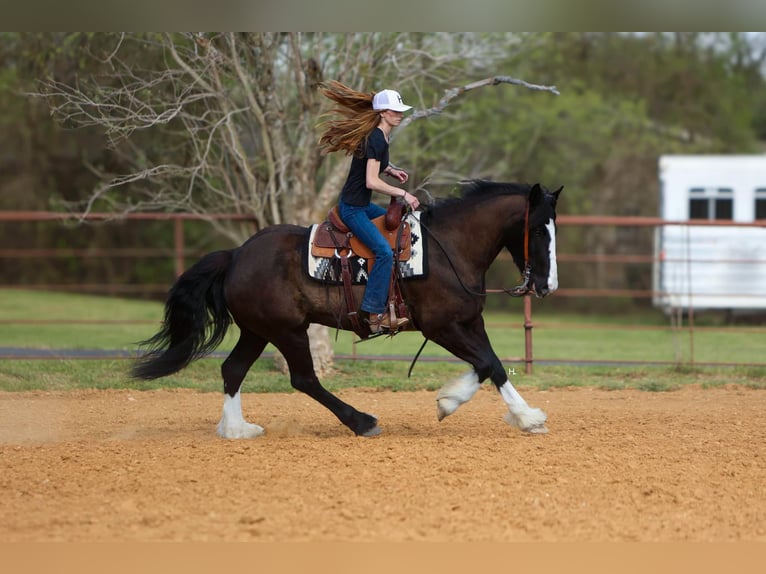 Shire Horse Caballo castrado 8 años 163 cm Castaño rojizo in weatherford TX