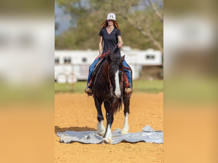 Shire Horse Caballo castrado 8 años 163 cm Castaño rojizo in weatherford TX