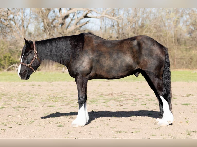 Shire Horse Caballo castrado 8 años 163 cm Castaño rojizo in weatherford TX