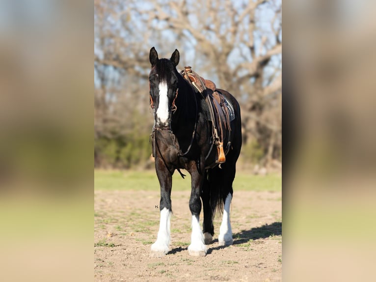 Shire Horse Caballo castrado 8 años 163 cm Castaño rojizo in weatherford TX