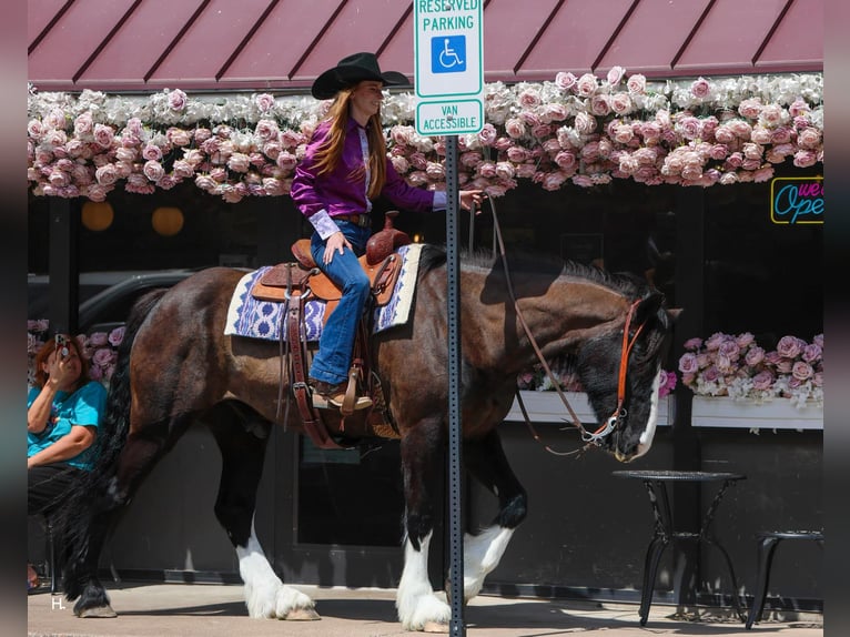 Shire Horse Caballo castrado 8 años 163 cm Castaño rojizo in weatherford TX