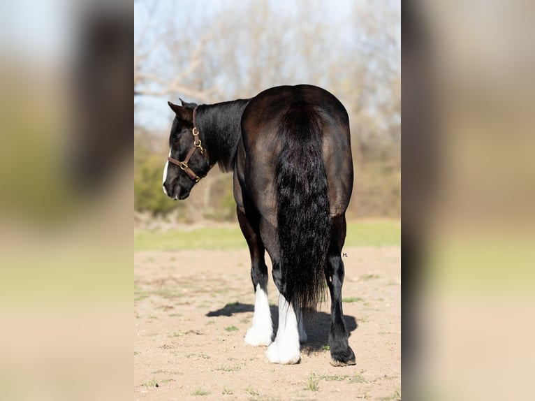 Shire Horse Caballo castrado 8 años 163 cm Castaño rojizo in weatherford TX