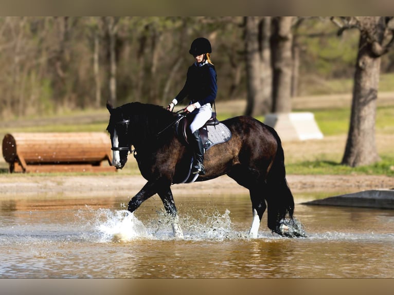 Shire Horse Caballo castrado 8 años 163 cm Castaño rojizo in weatherford TX