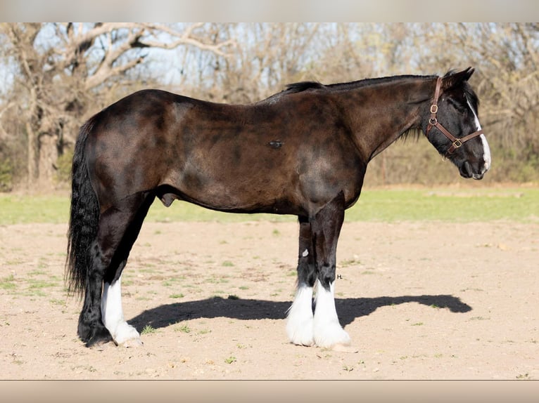 Shire Horse Caballo castrado 8 años 163 cm Castaño rojizo in weatherford TX
