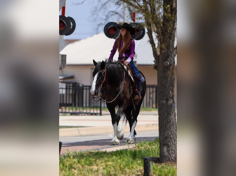 Shire Horse Caballo castrado 8 años 163 cm Castaño rojizo in weatherford TX