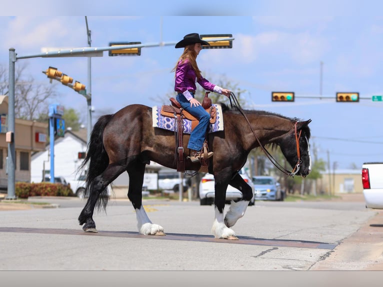 Shire Horse Caballo castrado 8 años 163 cm Castaño rojizo in weatherford TX